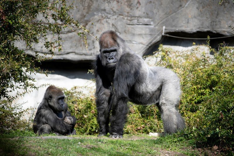 Gorilla Heart Health Possible Thanks to Incredible Bond With Animal Holders