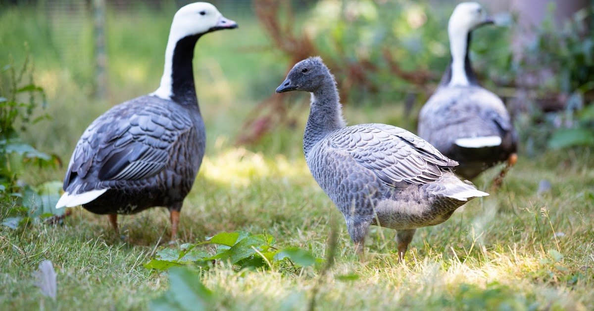 Tracking endangered emperor geese in Alaska's wetlands