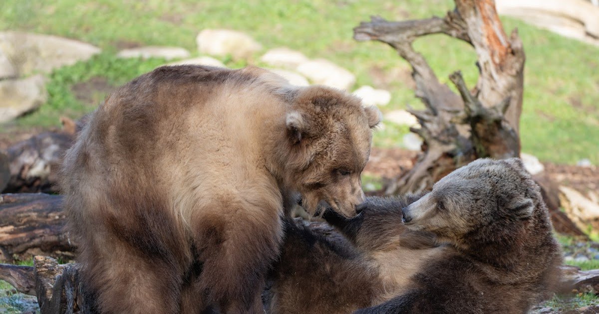 Congratulations on 3rd birthday Juniper and Fern! It's a snooze party!