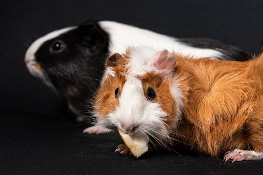The lovely world of guinea pigs