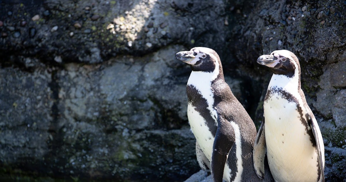 New proactive, preventative measures to protect zoological birds from HPAI