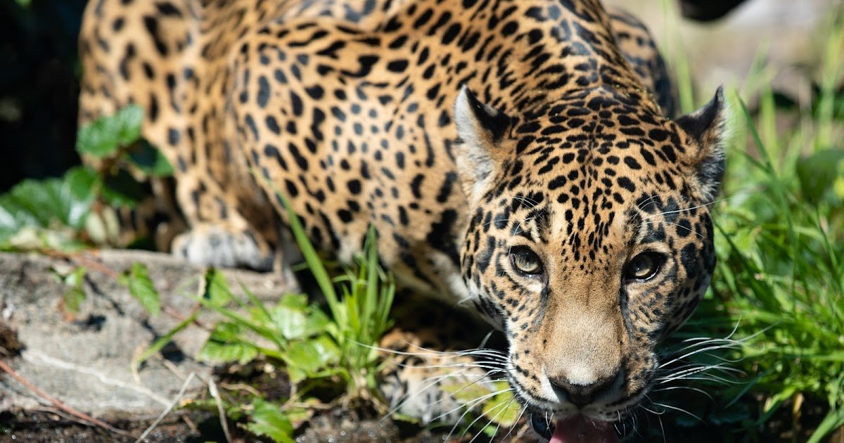 Zoo mourns over the loss of its geriatric jaguar