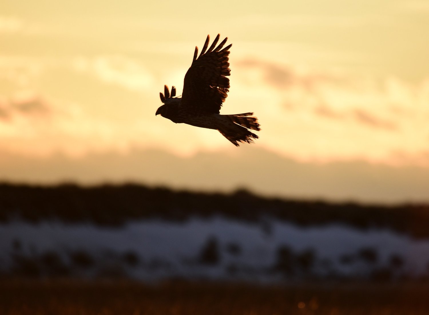 National Wildlife Refuge Association celebrates 50 years of conservation - National Wildlife Refuge Association