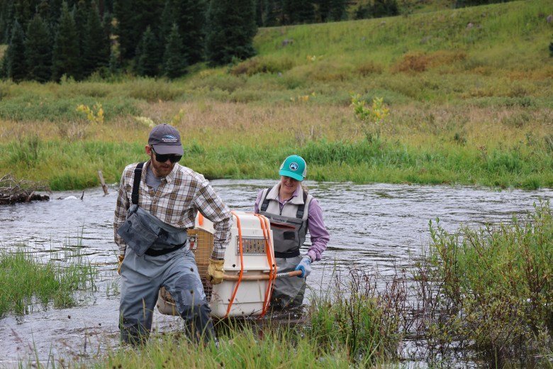 A man and a woman carrying waders carry a cage on two poles through a stream