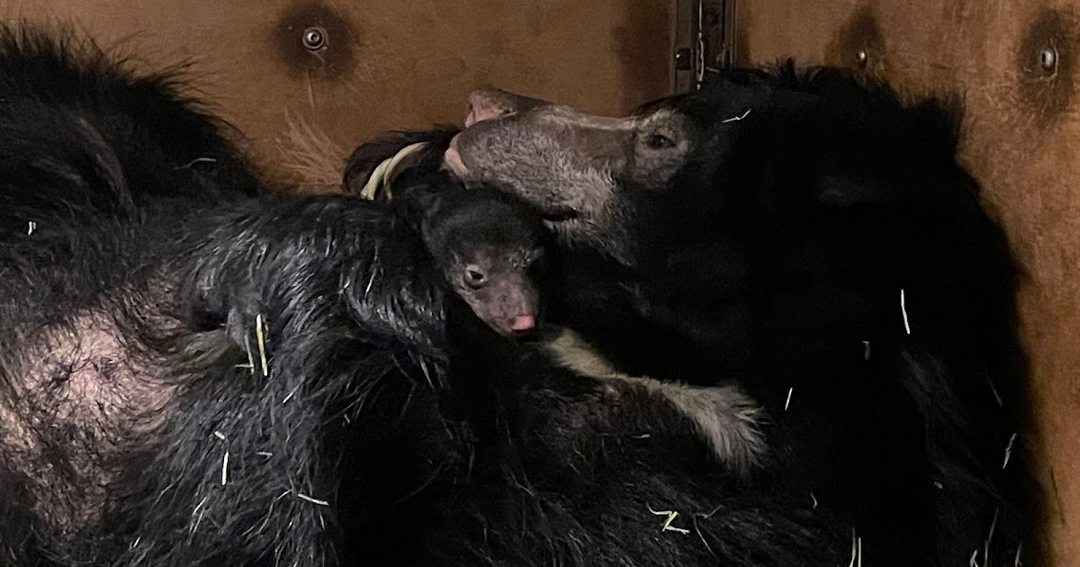 Hi darling Bowie! Newborn Dovendyrbjørn Cub named in honor of birthday Twin (deceased) David Bowie